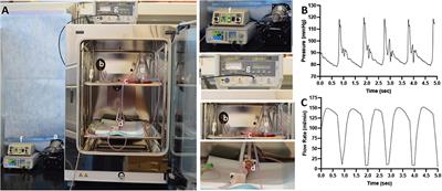 The Development of an ex vivo Flow System to Assess Acute Arterial Drug Retention of Cardiovascular Intravascular Devices